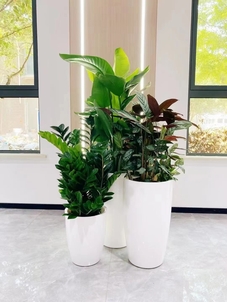 宁波北仑花卉租赁设计，让你的空间绽放别样色彩